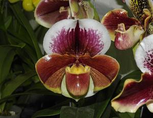 Paphiopedilum In-Charm Circle