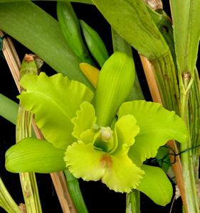 Rhyncholaeliocattleya Ports of Fortune