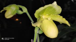 Paphiopedilum Hsinying Moonlight