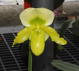 Paphiopedilum Hsinying Moonlight