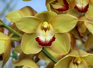 Cymbidium Memoria Ken Thomas