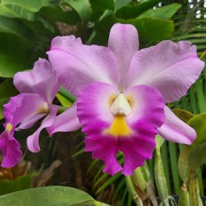 Cattleya Bonnie Temperly