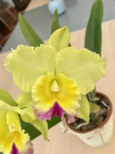 Rhyncholaeliocattleya Memoria Floyd Irvin Bachrach