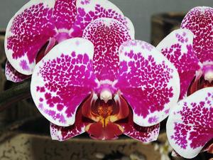 Phalaenopsis Fuller's Star