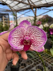 Phalaenopsis Fuller's Pink Swallow