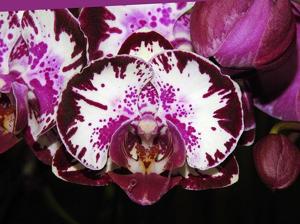 Phalaenopsis Fuller's Mask