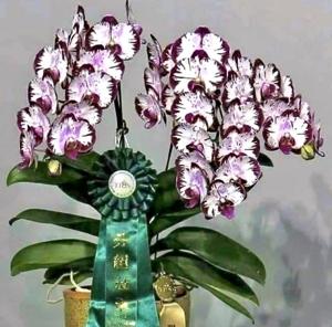 Phalaenopsis Fuller's Mask