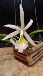 Brassocattleya Nalo Star