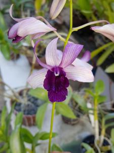 Dendrobium Indonesia Raya