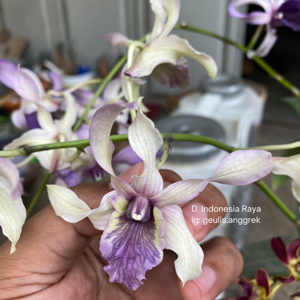 Dendrobium Indonesia Raya