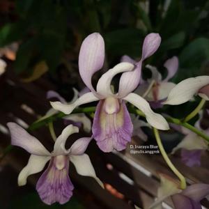 Dendrobium Indonesia Raya