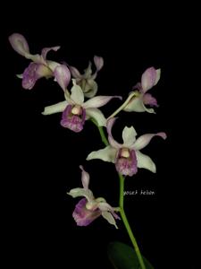 Dendrobium Indonesia Raya