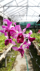 Dendrobium Indonesia Raya