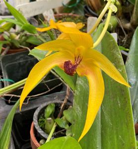 Bulbophyllum Michael Wright