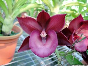 Monnierara Jumbo Delight