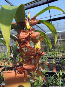 Cycnoches Jumbo Coop