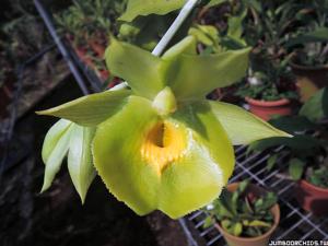Catasetum Jumbo Bound