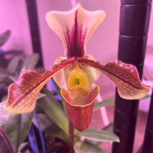 Paphiopedilum Simplicité