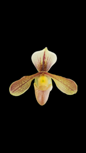 Paphiopedilum Simplicité