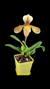 Paphiopedilum Simplicité