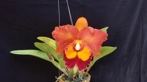 Rhyncholaeliocattleya Phet Paithoon