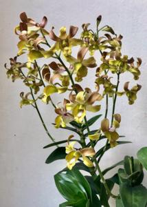 Dendrobium Jennifer Lim