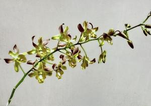 Dendrobium Jennifer Lim