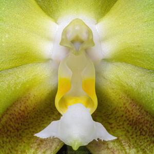 Phalaenopsis Yin's Green Jewel