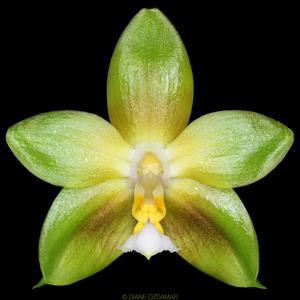 Phalaenopsis Yin's Green Jewel