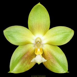 Phalaenopsis Yin's Green Jewel