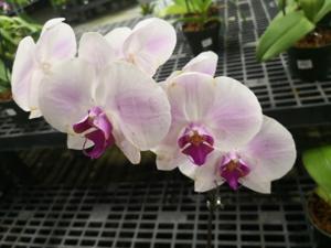 Phalaenopsis Saitama Alliance