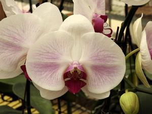 Phalaenopsis Saitama Alliance