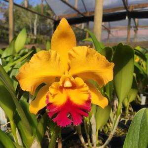 Rhyncholaeliocattleya Marie Spirit