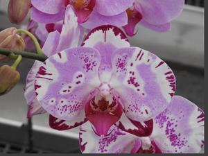 Phalaenopsis Yu Pin Dream Girl