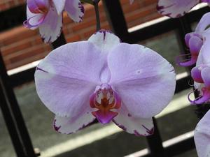 Phalaenopsis Yu Pin Dream Girl