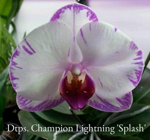 Phalaenopsis Champion Lightning