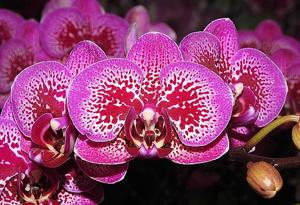 Phalaenopsis Yu Pin Burgundy