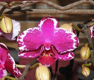 Phalaenopsis Yu Pin Burgundy