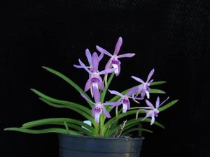 Vandachostylis Walnut Valley (2007)