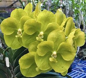 Vanda Prapathom Gold