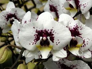 Phalaenopsis Lianher Glory