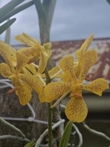 Aranda Jasso's Pride