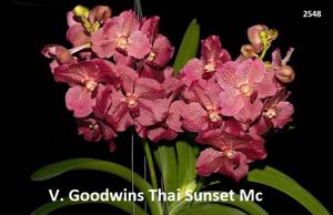 <i>Vanda</i> Goodwin's Thai Sunset