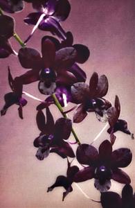 Dendrobium Mangosteen