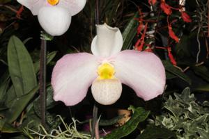 Paphiopedilum Wössner Wolke