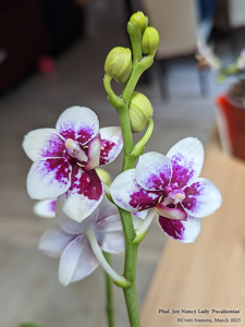 Phalaenopsis Joy Nancy Lady