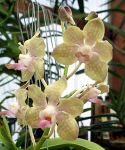 Papilionanda Ljunggrens Blue Sunshine