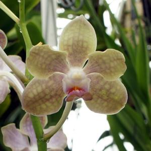 Papilionanda Ljunggrens Blue Sunshine