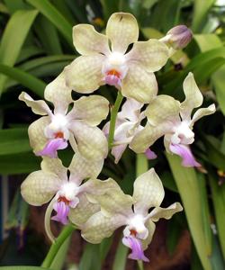 Papilionanda Ljunggrens Blue Sunshine