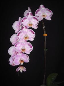 Phalaenopsis Lianher Happy Dancer